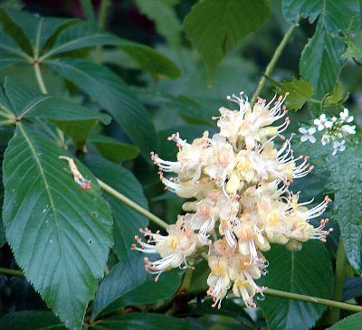 Flower on a tree