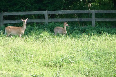 Doe and older fawn in the pasture