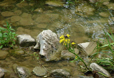 Flowering weed growing in the creek