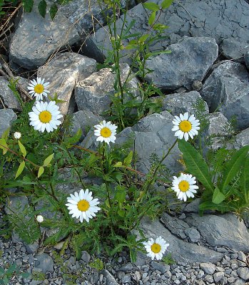 More rock  daisies