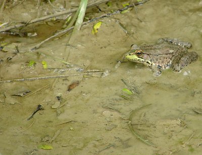 Another drainage ditch frog