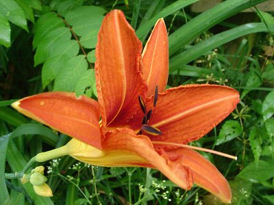 Tiger lily at the end of the drive