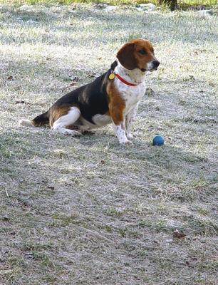 Guarding the New Blue Ball