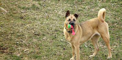 Nobody's Cuter Than I  Am With a Ball