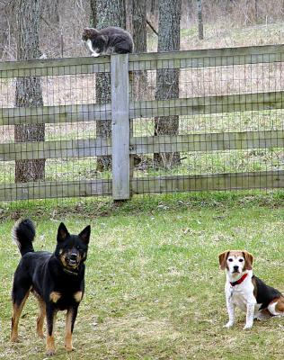 On the Fence