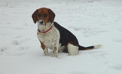Where's My Sled?