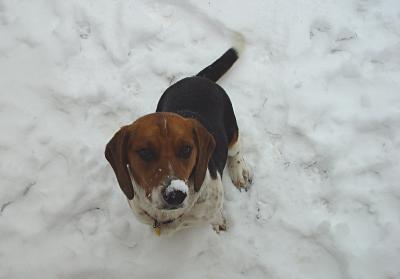 Let's Build a Snowdog!
