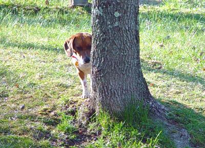 A Game of Hide-N-Seek