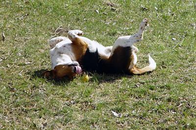 Nothing Like A Good Roll