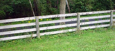 What's that on the fence?