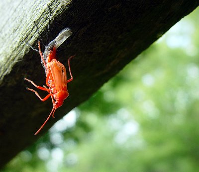 Acrobatic Rebirth