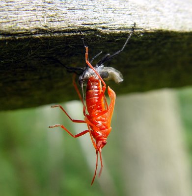 Still More Acrobatic Rebirthing