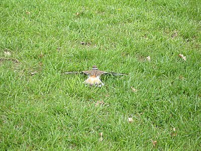 Lousy Picture of a Killdeer