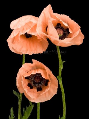 3 Pink Poppies