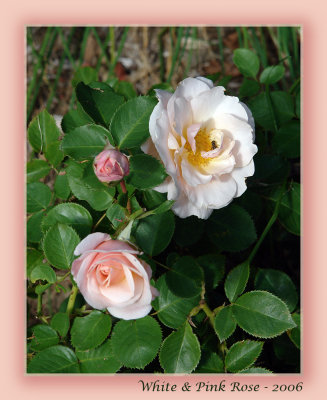 White-Pink Rose.jpg