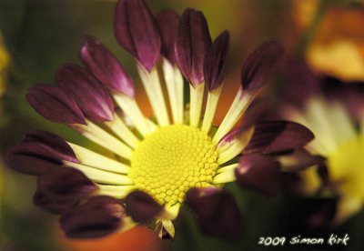 Flowers in the winter