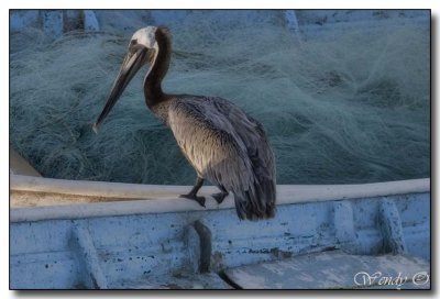 Pelican & Nets