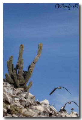 Cactus & Gulls
