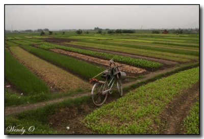 Countryside near Hanoi