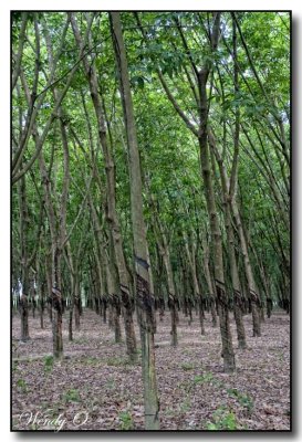 Rubber Trees, near Saigon