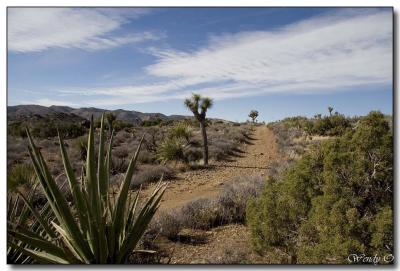 Short Hike in Joshua Tree National Park