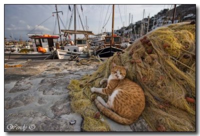 Nets with Cat