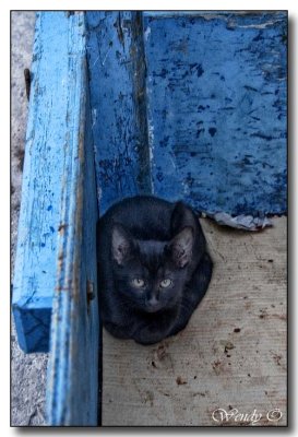 Black Kitty, Blue Cart