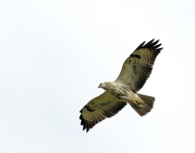7057-Frampton Buzzard-1.jpg