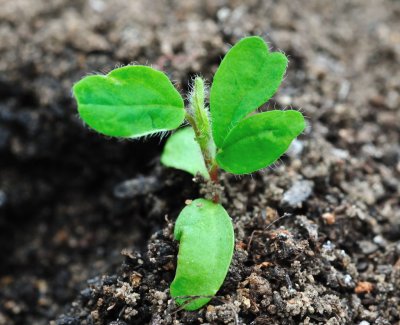 Astragalus