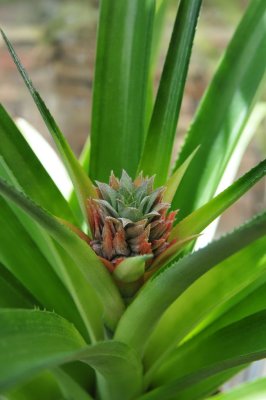 7131-Pineapple fruit 1 - April 2010.jpg