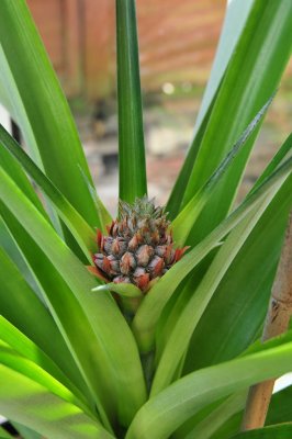 7132-Pineapple fruit 2 - April 2010.jpg