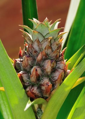 7490-Pineapple fruit 3 - April.jpg