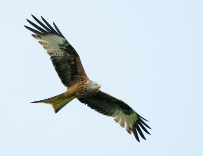 7991 Welsh Red Kite - 5 - web.jpg