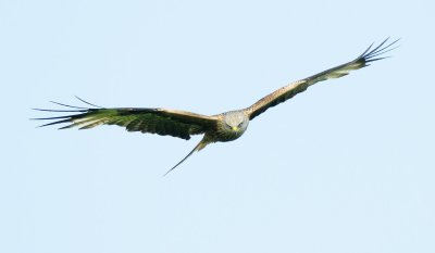 8050 Welsh Red Kite - 8 - web.jpg