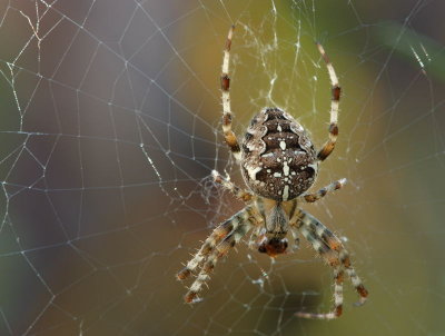 3279-Garden Spider-2.jpg