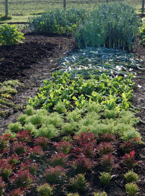 5792Multi Salads + Compost.