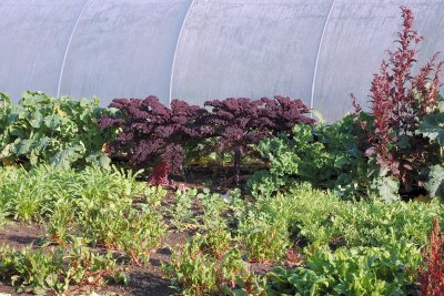 5799 Kale