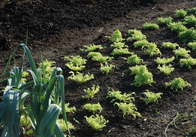 5799Salad + Compost