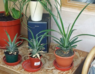 How to grow a new pineapple plant