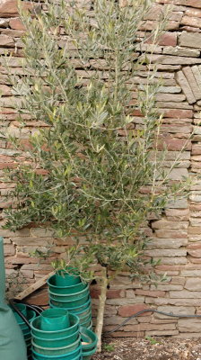 6461 - Olive Tree.jpg
