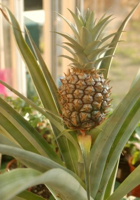 6736- Pineapple 4 months.jpg