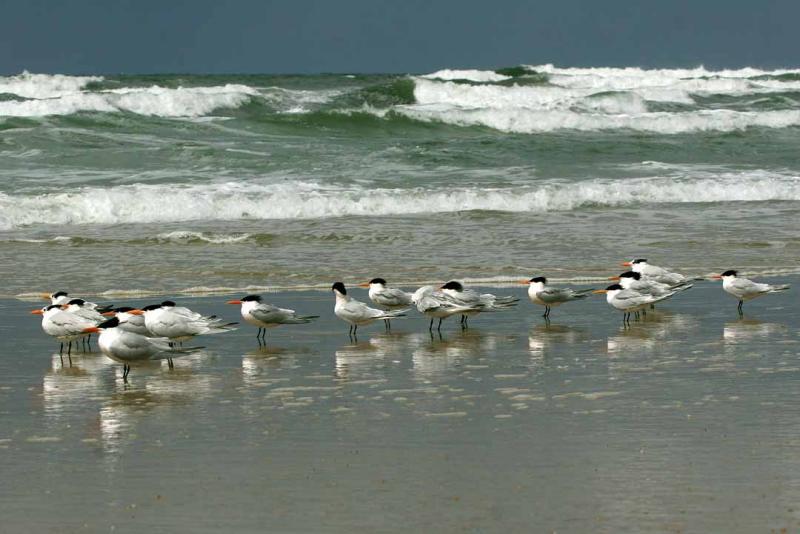 IMG_9740 terns.jpg