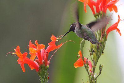 IMG_1801 hummers.jpg