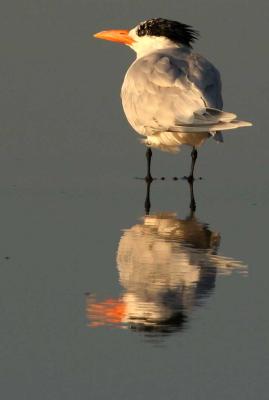 IMG_3022 terns.jpg