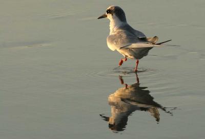 IMG_3063 terns.jpg