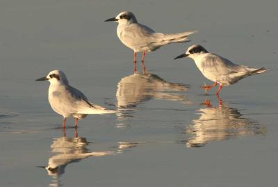 IMG_3030 terns.jpg