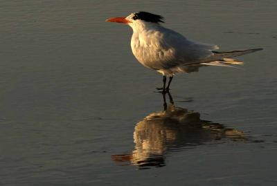 IMG_5022 terns.jpg