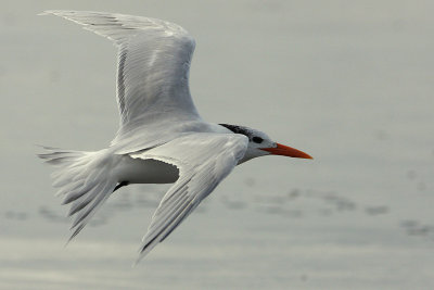 IMG_1560 terns.jpg