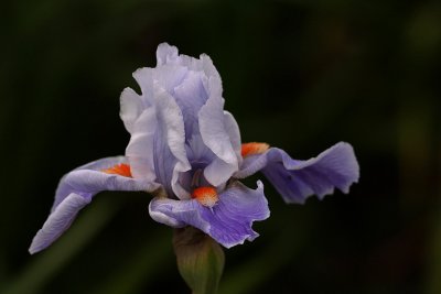IMG_4824 qge.jpg