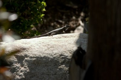 CRW_8077.jpg
